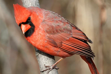 Download Birds Cardinal Wallpapers 2221x1716