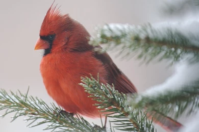 Cardinal Bird