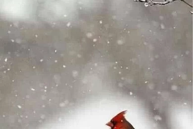 CARDINALS On Pinterest