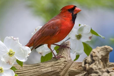 Cardinal Bird. Cardinal Bird Wallpapers Desktop. 1600x1200px