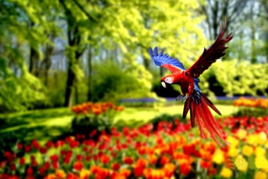 Best Hd Birds Image Gallery   For Free Download Beautiful Birds ...