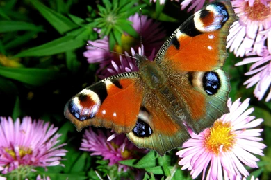 Download Nachural High Definition Colorful Butterfly Free ...