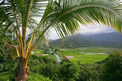 Beautiful Natural Green Tree HD Wallpaper Images