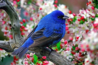 Colorful bird HD Wallpapers