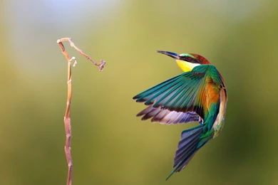 Beautiful Birds Wallpapers HD Pictures