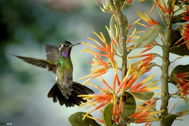 Flying Bird Wallpapers