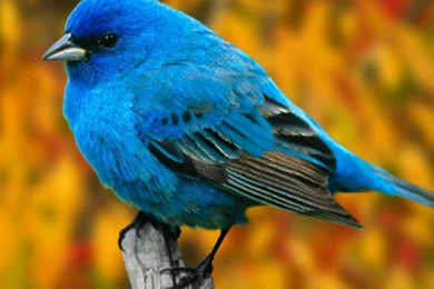 Fancy Birds HD Wallpapers   HD Wallpapers Inx