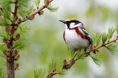 Beautiful Birds Wallpapers Pictures