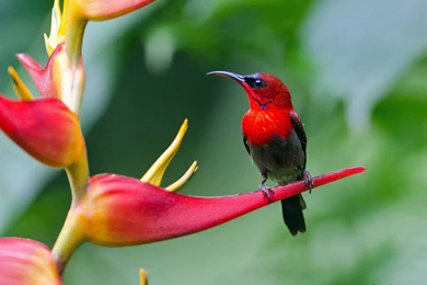 Free Download Birds HD Wallpapers