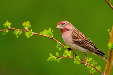 Beautiful Parrots Wallpapers