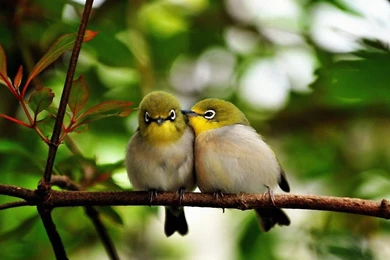 High Quality Adorable Pictures Of Birds Wallpapers