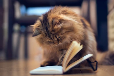 Animals, Cute, Cat, Animal Photos, Bokeh, Hd Wallpaper, Mood