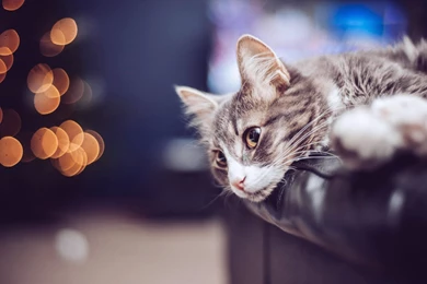 Animals, Cute, Cat, Animal Photos, Bokeh, Hd Wallpaper, Mood