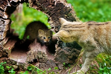 Cats: Cute Cats Log Animals Pet Cat Backgrounds Pictures For HD 16 ...