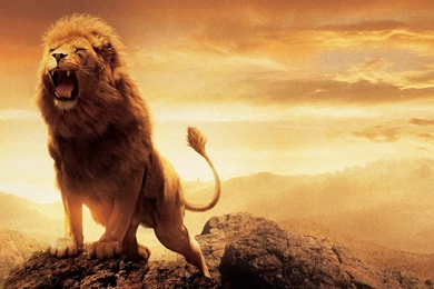 Narnia Lion Aslan Wallpapers