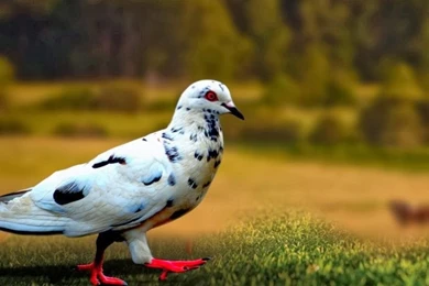 Hd Wallpapers Free Download Collection (33+)