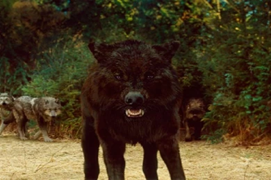 New Moon Wolfpack Wallpapers By K L Rob On DeviantArt