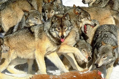Other Successful Hunting Meal Snow Winter Wolf Wolves Predator ...