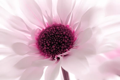 Pink Flowers Wallpapers Collection (39+)