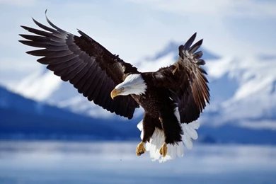 Amazing Animals Fly Eagle Wallpapers