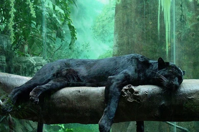 Amazing Pictures Animals   HD Wallpapers Pretty