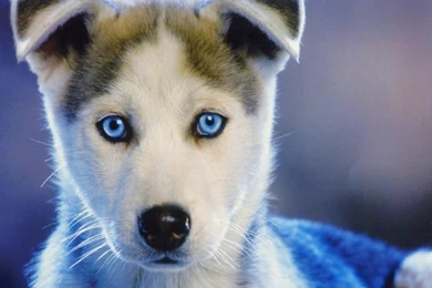 Best Photography Wallpapers Free Download: Amazing Animals HD ...