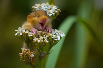 Wallpapers Download: Funny Animals Wallpapers