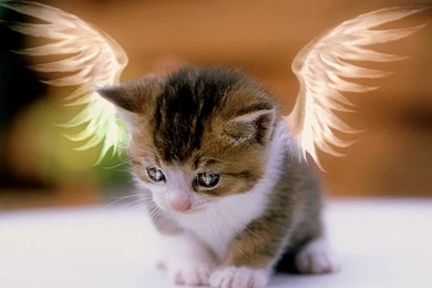 Cats Wallpapers Free For Desktop