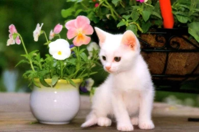 Cute Cat Wallpapers Free Download