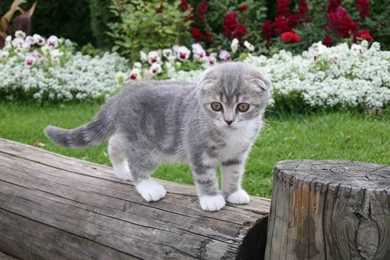 Free Cat HD Wallpapers Obtain   HD Images New