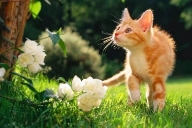 Cute Cat Wallpapers Free Download