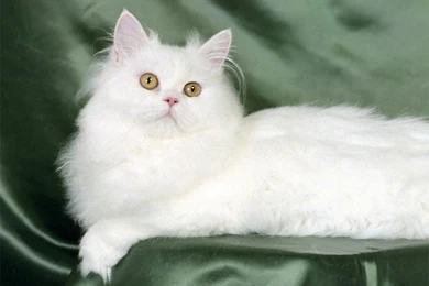 Cute Cat Wallpapers Free Download