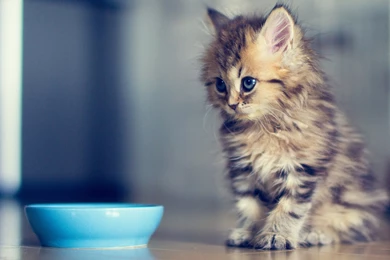 Funny Kitten Wallpapers