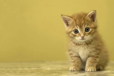 Cute Kitten Wallpapers HD   Wallpapers Zone