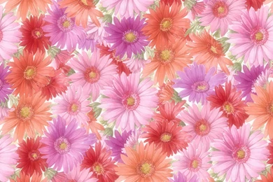 Cluster Of Red, Pink Orange Flowers >> HD Wallpaper, Get It Now!