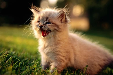 Cute Little Kitten   Cute Kittens Wallpapers (16288185)   Fanpop ...
