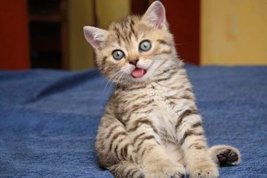 Hd Wallpapers Image Wallpapers Funny Cat Ocean Maine Coon Kitten Lol ...