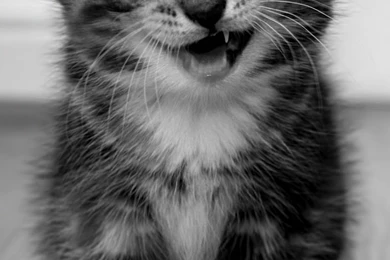 Funny Kitten HD Desktop Wallpapers : High Definition : Fullscreen ...