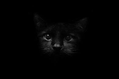 Cat Black Backgrounds Desktop Wallpapers