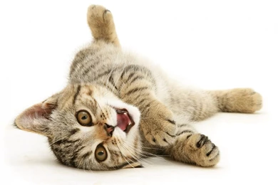 Wallpapers Funy Funny Kitten Cats Hd N 1920x1200