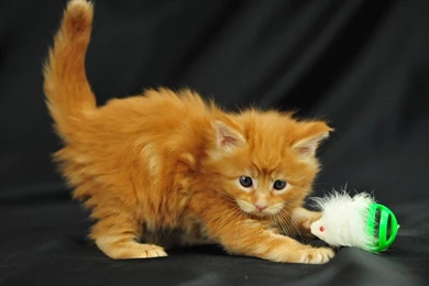 Gorgeous Funny Kitten Wallpapers High Resolution Image