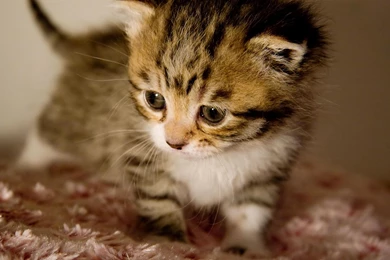 Best Free Screensavers: Free Kittens Screensaver