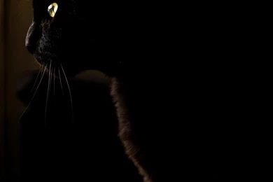 Night, Animal, Pet, Eyes, Hd Grayscale Images, Monochrome ...