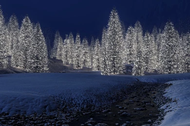 Wallpapers 1920x1080 The Forest Of Glowing Christmas Tree At Night