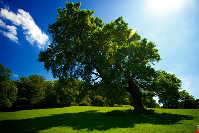 Beautiful Big Green Tree HD Wallpapers – HD Wallpapers Free ...