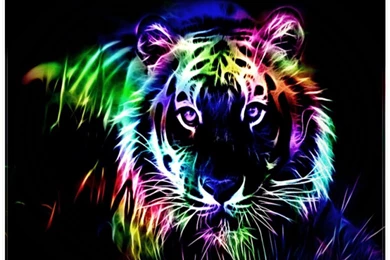 Cat Hd Wallpapers 0050