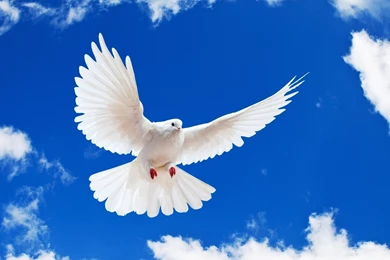 Peace Bird   Cliparts.co