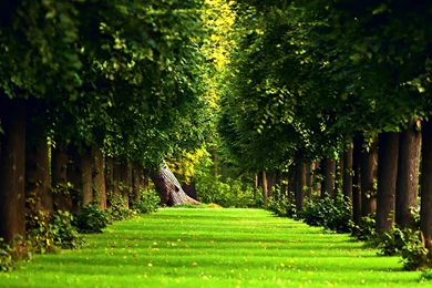 Beautiful, Forest, Wallpaper, High, Definition, Desktop Wallpapers ...