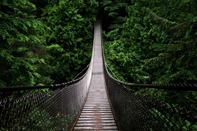 Wallpapers Rope High Definition Hd Jungle Bridge 1600x900 ...