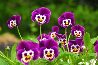 Download Wallpapers 1024x1024 Pansies, Flowers, Faces, Grass ...